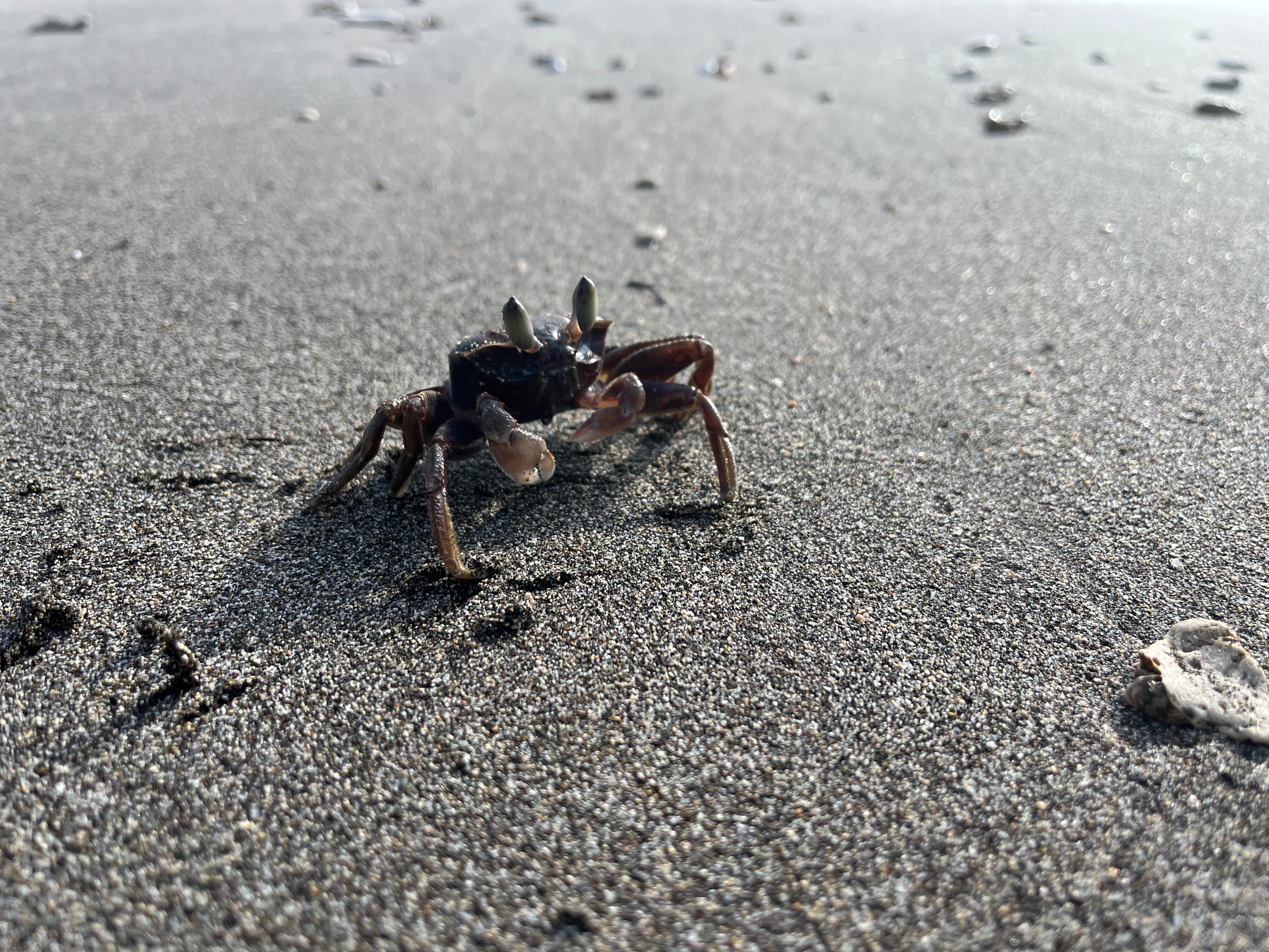 en krabbe, der var mange krabber